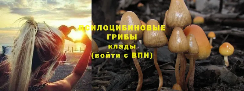 мориарти официальный сайт  Сердобск  Галлюциногенные грибы Psilocybe 